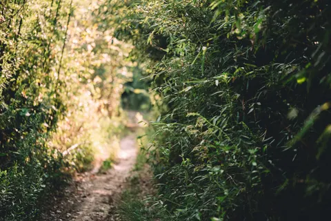 Bamboo Forest 4K Wallpaper · nature · 3840×2563