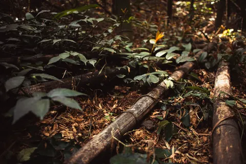 Bamboo Forest 4K Wallpaper · nature · 3840×2560