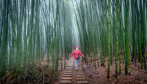 Bamboo Forest 4K Wallpaper · nature · 3840×2206