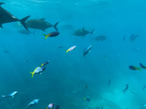 Обои Коралловый риф 4K · ocean · 3840×2880