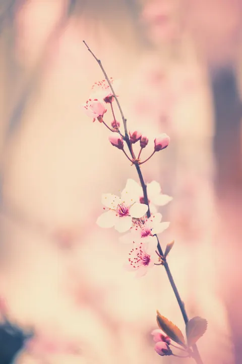 Sanftes Leuchten Handy-Hintergrundbild · aesthetic · 1440×2160