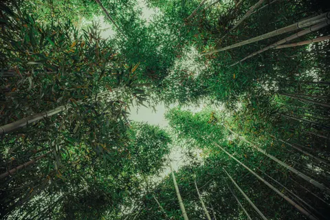 Bamboo Forest 4K Wallpaper · nature · 3840×2560