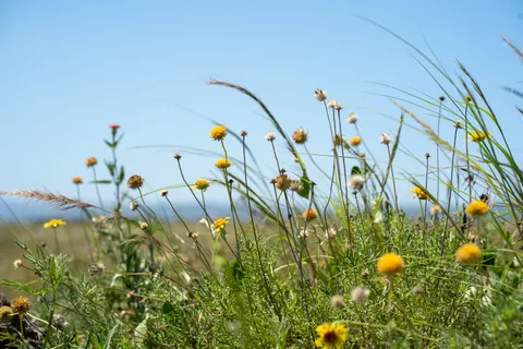 Wildflower Meadow 4K Wallpaper · nature · 3840×2560