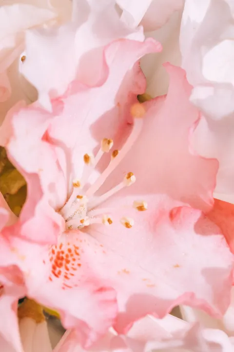 Soft Bloom Phone Wallpaper · aesthetic · 1440×2160