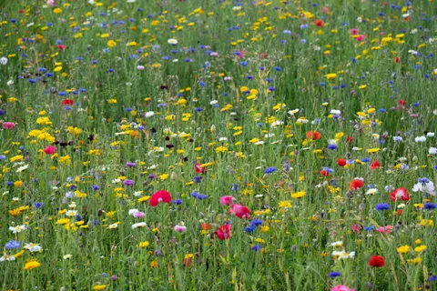 Wildflower Meadow 4K Wallpaper · nature · 3840×2560