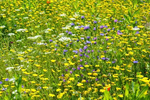 Wildflower Meadow 4K Wallpaper · nature · 3840×2560