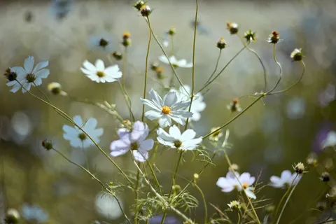 Wildflower Meadow 4K Wallpaper · nature · 3840×2560