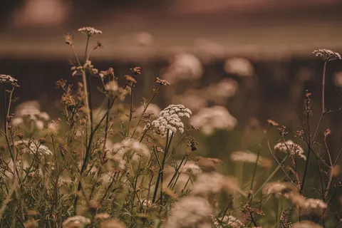 Wildflower Meadow 4K Wallpaper · nature · 3840×2561
