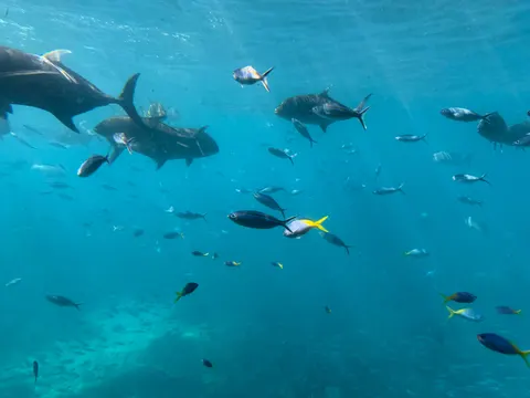 Wallpaper Terumbu Karang 4K · ocean · 3840×2880