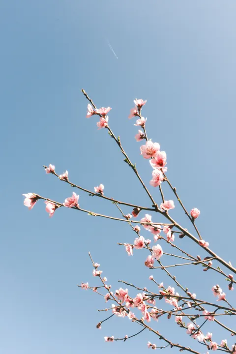Мягкое цветение обои для телефона · aesthetic · 1440×2160