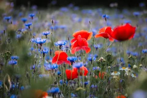 Wildflower Meadow 4K Wallpaper · nature · 3840×2560