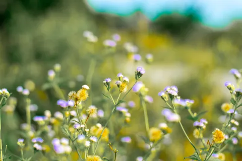 Wildflower Meadow 4K Wallpaper · nature · 3840×2560