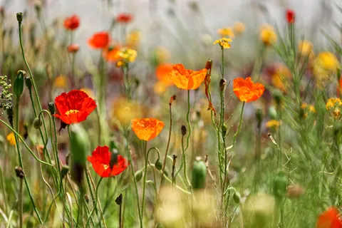 Wildflower Meadow 4K Wallpaper · nature · 3840×2563