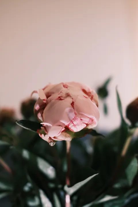 Miękka poświata Tapeta na Telefon · aesthetic · 1440×2160