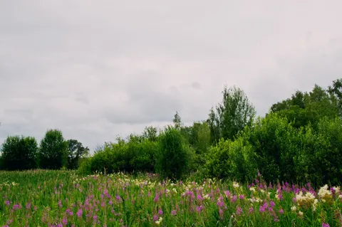Wildflower Meadow 4K Wallpaper · nature · 3840×2553