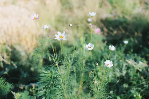 Wildflower Meadow 4K Wallpaper · nature · 3840×2560