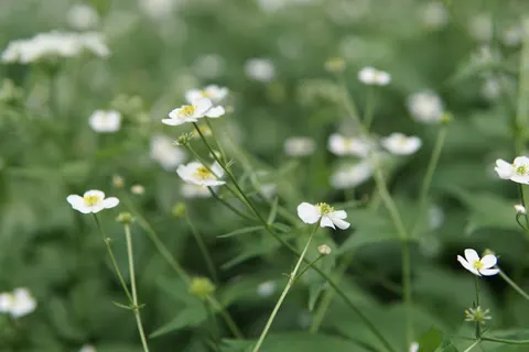Wildflower Meadow 4K Wallpaper · nature · 3840×2560