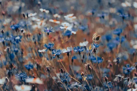 Wildflower Meadow 4K Wallpaper · nature · 3840×2560