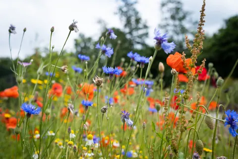 Wildflower Meadow 4K Wallpaper · nature · 3840×2560