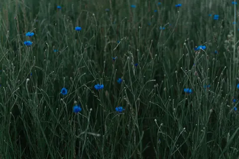 Wildblumenwiese 4K Hintergrundbild · nature · 3840×2560