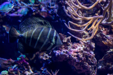 خلفية الشعاب المرجانية بدقة 4K · ocean · 3840×2560
