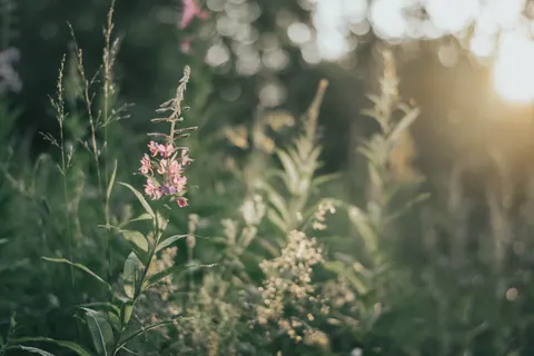 Wildflower Meadow 4K Wallpaper · nature · 3840×2560