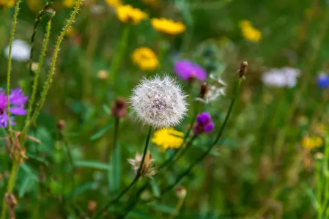 野花草甸 4K桌布 · nature · 3840×2560