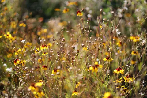 Wildflower Meadow 4K Wallpaper · nature · 3840×2560