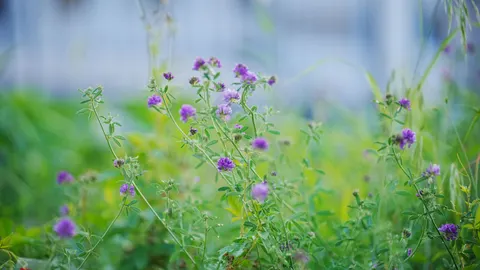 야생화 초원 4K 배경화면 · nature · 3840×2161