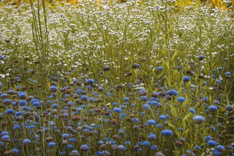 Wildflower Meadow 4K Wallpaper · nature · 3840×2560