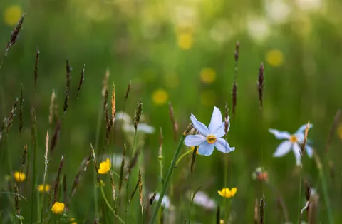 Wildflower Meadow 4K Wallpaper · nature · 3840×2511