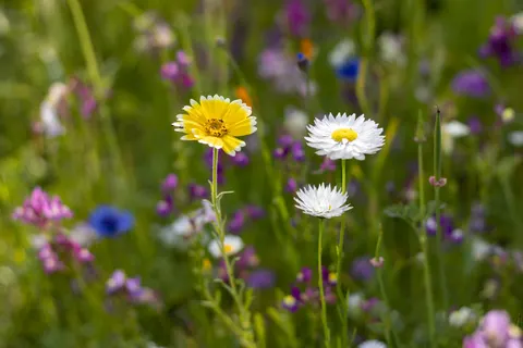 Wildflower Meadow 4K Wallpaper · nature · 3840×2560