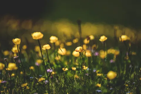 Wildflower Meadow 4K Wallpaper · nature · 3840×2560