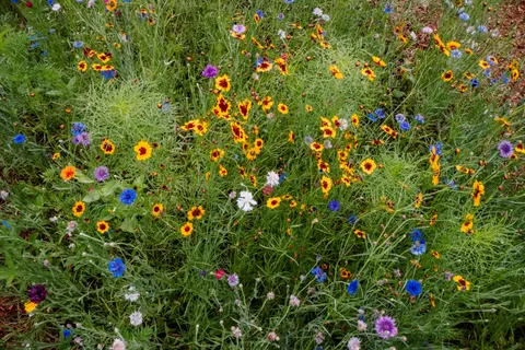 Wildflower Meadow 4K Wallpaper · nature · 3840×2561