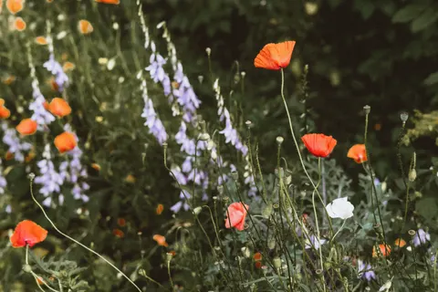 Wildflower Meadow 4K Wallpaper · nature · 3840×2560