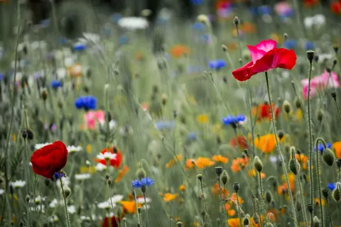 Wildflower Meadow 4K Wallpaper · nature · 3840×2560