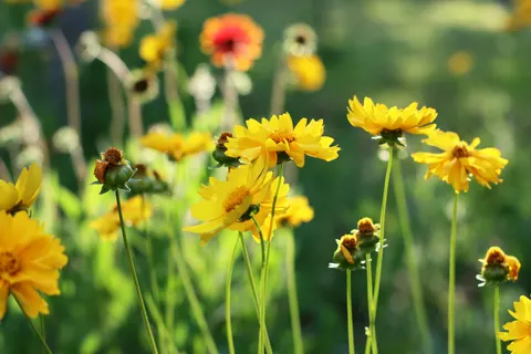 Wildflower Meadow 4K Wallpaper · nature · 3840×2560