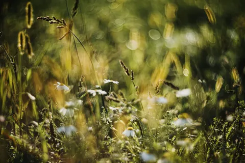 Wildflower Meadow 4K Wallpaper · nature · 3840×2560