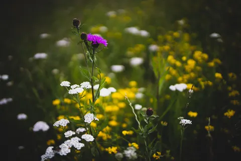 Wildflower Meadow 4K Wallpaper · nature · 3840×2560