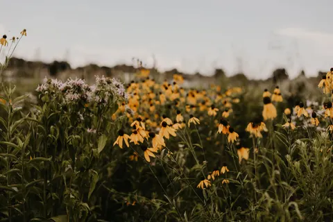 Wildflower Meadow 4K Wallpaper · nature · 3840×2560