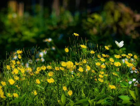 Wildflower Meadow 4K Wallpaper · nature · 3840×2892