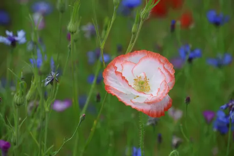Wildflower Meadow 4K Wallpaper · nature · 3840×2560