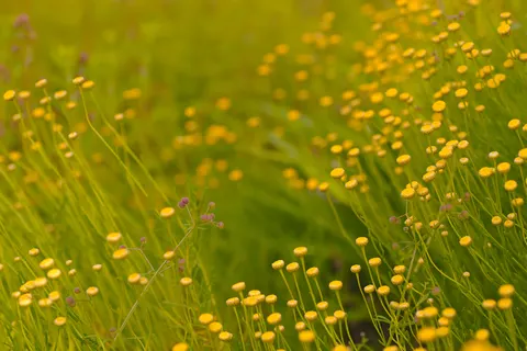 Fond d'écran Prairie de fleurs sauvages 4K · nature · 3840×2558