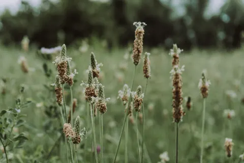 والپیپر چمنزار گل‌های وحشی با کیفیت 4K · nature · 3840×2560