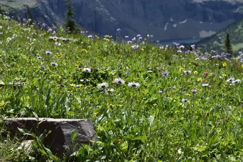 Wildflower Meadow 4K Wallpaper · nature · 3840×2560