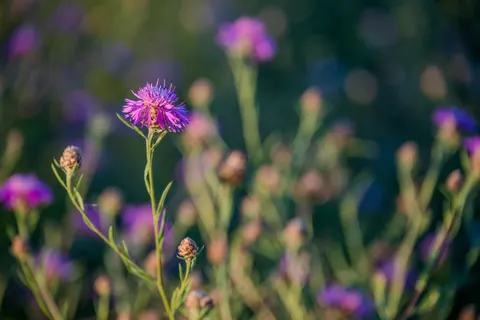 Wildflower Meadow 4K Wallpaper · nature · 3840×2560