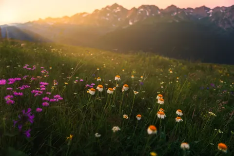 Wildflower Meadow 4K Wallpaper · nature · 3840×2560