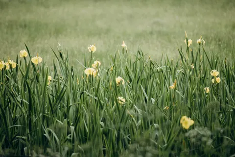 야생화 초원 4K 배경화면 · nature · 3840×2560