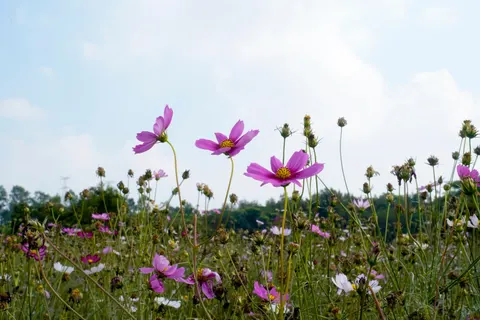 Wildflower Meadow 4K Wallpaper · nature · 3840×2560