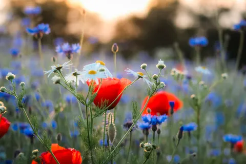 Wildflower Meadow 4K Wallpaper · nature · 3840×2560